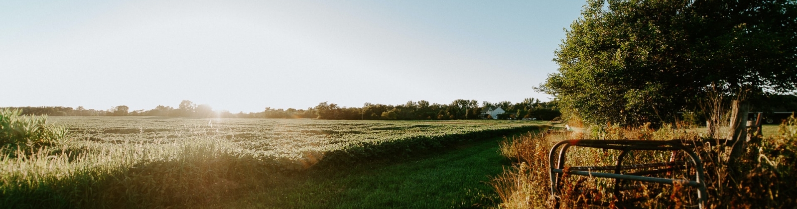 Field