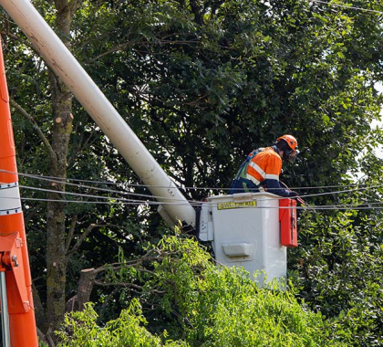 utility worker tree trimming